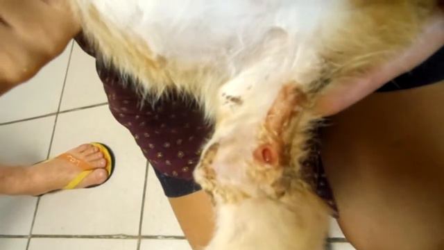 Котёнок-перелом задней лапки. смотреть онлайн