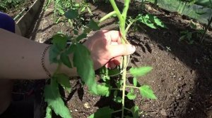 Формирование томата в два ствола