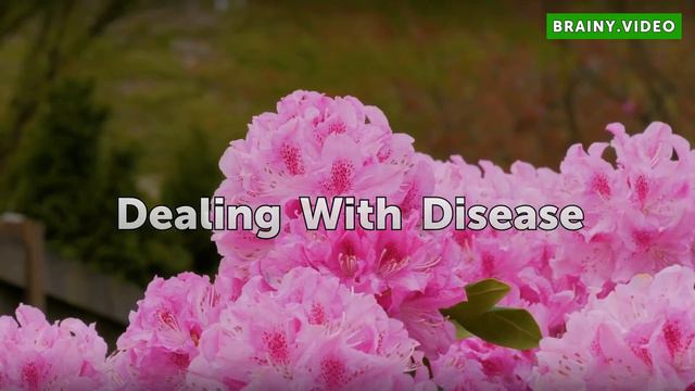 My Holly Tree Is Losing Leaves смотреть онлайн