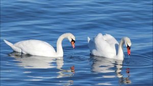 Голос лебедя..wmv