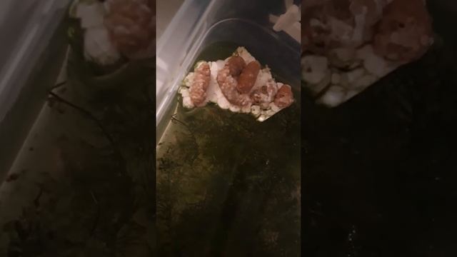 Улитки ампулярии откладывают кладки смотреть онлайн