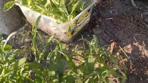 Лобулярия (Алиссум). Пересадка в открытый грунт