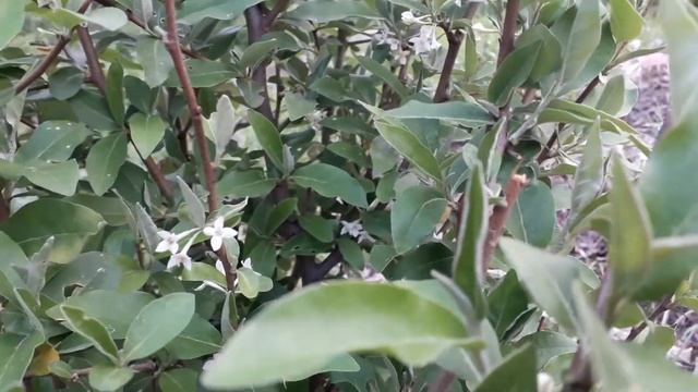 Гуми или Лох многоцветковый в Подмосковье. Цветение смотреть онлайн