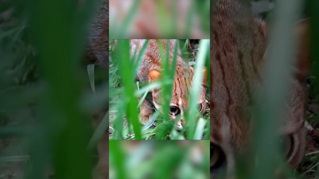 Дикая малышка из Азии. Ржавая кошка