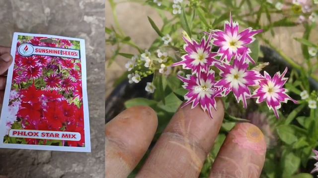 दिसम्बर मे लगाएं सर्दियो के 25 फ्लॉवर प्लांट्स | Winter Flowers Plant Name Grow in September смотреть онлайн