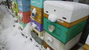 зимняя обработка пчел от клеща Варроа или возможна плохая зимовка пчел