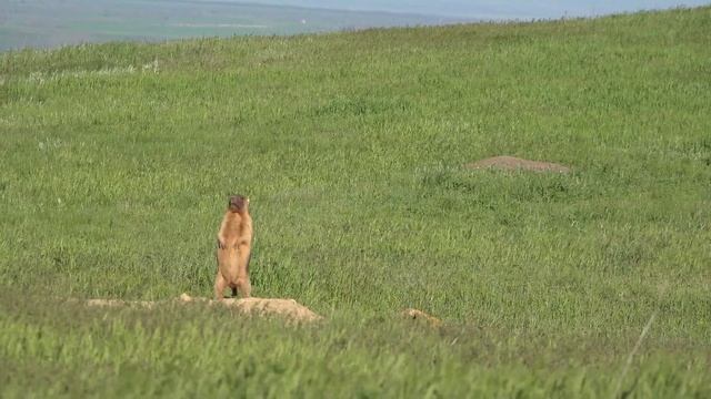 Как кричат сурки. Семья сурка смотреть онлайн