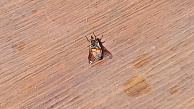 Муха летела, упала на спину и теперь не может взлететь смотреть онлайн