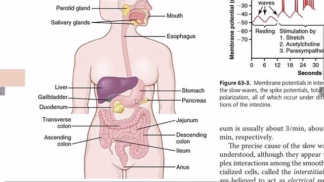 Functions of GIT | Layers of gut wall | #GITphysiology | Guyton, Chap # 63 | Part 1 смотреть онлайн