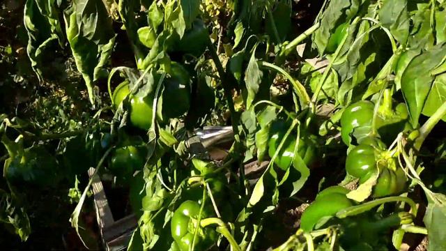 Результат вирощування " Маракуйї Північної''" на Тернопільщині смотреть онлайн