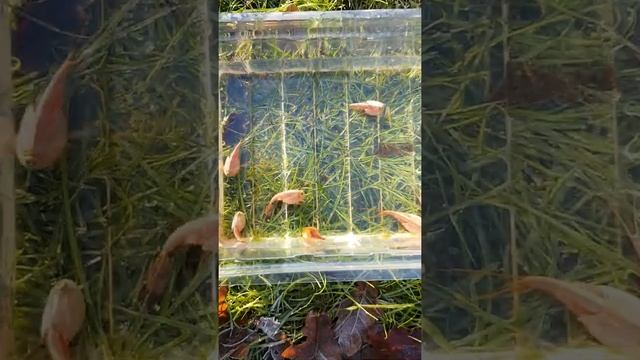 Red Triops Longicaudatus from aquarium