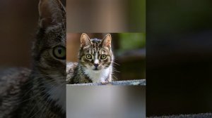 котята под красивую музыку