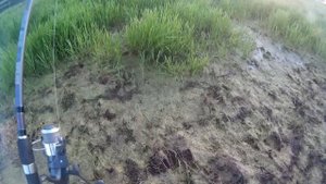 В поисках щуки в Кречевицах. Ловля щучки на спиннинг.