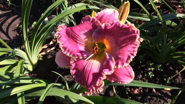 Лилейник FRANK'S CATNAPPIN смотреть онлайн