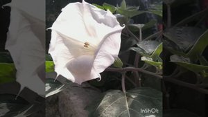 Трава дьявола.😈 Какая она?