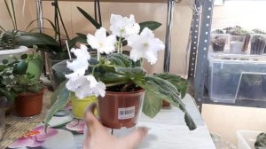 ФИАЛКИ! Как принять решение - Когда нужно пересаживать?