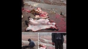 В КИТАЙСКИХ РЕСТОРАНАХ ЕДЯТ СОБАК