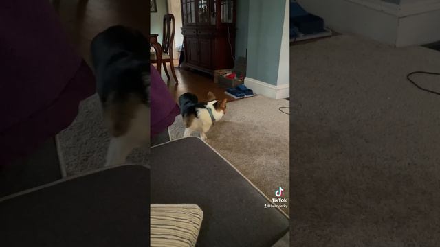 Jokes on them I can still chase my tail смотреть онлайн