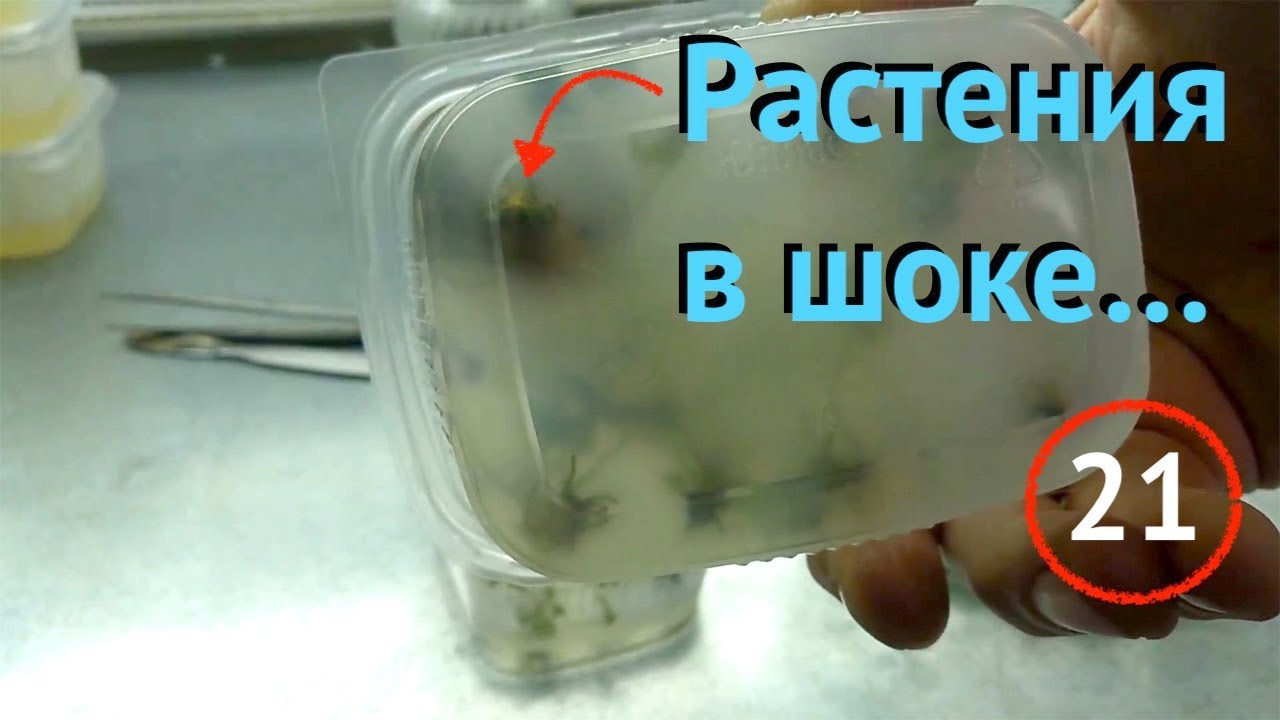 [21] Растения в шоке! Вокруг корней чернота, срочная пересадка! Разбираемся, что сделали не так