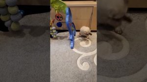 Запор у котенка Невской маскарадной