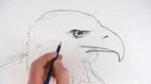 How to Draw an Eagle's Head Narrated Step by Step