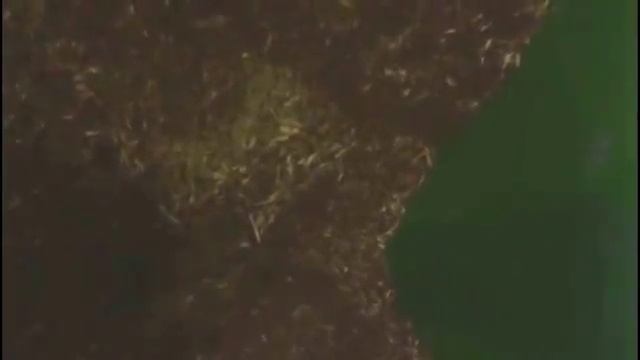 Переработка жмыха подсолнечника вместе c пшеничным фуражем. Экструдер модели ES-500