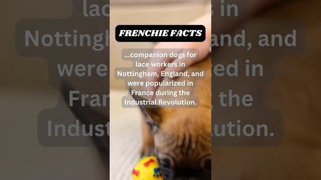 Did U know? Comment below👇 #frenchbulldog #viral #puppylove #cutedog #puppies #bulldog #frenchie