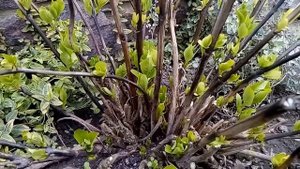 Обрезка гортензии весной весной.Выбираю черенки для укоренения.