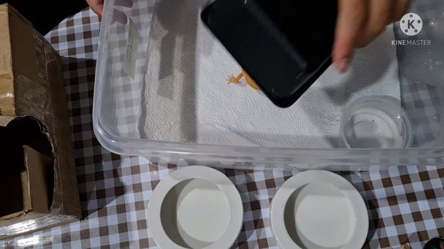 unboxing ceramic food dish for my geckoo (malaysia) смотреть онлайн