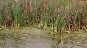 Камышница или болотная курочка или водяная курочка !Опять их плохо видно.