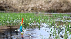 Ты будешь ловить линя ведрами в марте апреле если посмотришь это видео! Как ловить линя после зимы