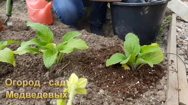 Выращивание наперстянки из семян.  «Коварная обольстительница в веснушках»