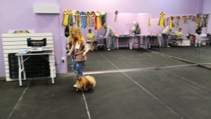 Племенной осмотр собак🐕Стэнси Лавли на строгом осмотре судьи🐶