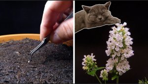 Выращивание кошачьей мяты, от семян до цветков через 56 дней  - создано Boxlapse