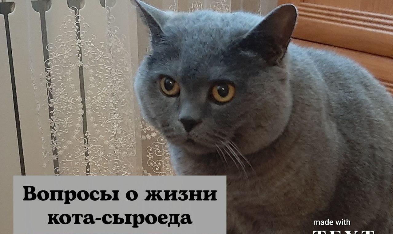Вопросы о жизни кота- сыроеда