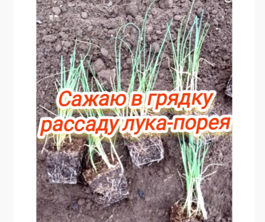 Сажаю в грядку рассаду лука-порея