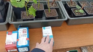 Приросты цитрусов, выбор ламп для досветки...