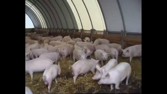Выгодное свиноводство. Содержание свиней на глубокой подстилке