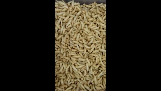 In action: maggots - 13 секунд опарыши в движении смотреть онлайн