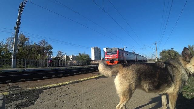 СНОВА #поезда ? #грибы ? и собака Эля ? смотреть онлайн