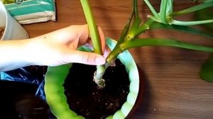 ФИЛОДЕНДРОН. Размножение и посадка.