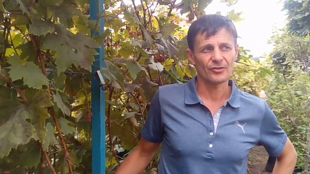 Что и почему влияет на зимостойкость винограда.  Как выбрать зимостойкий виноград по его описанию