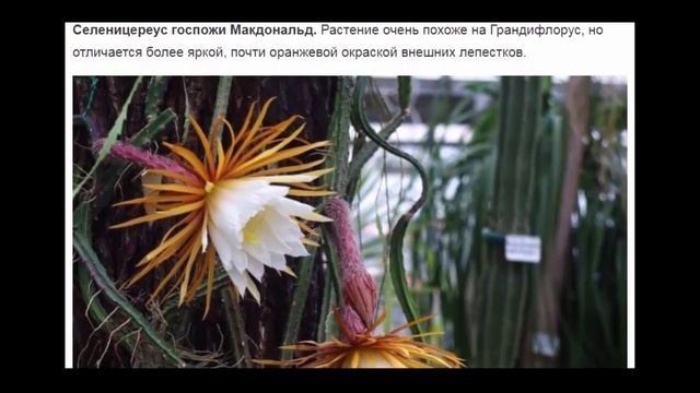 Селеницереус – удивительные цветы на длинных плетях