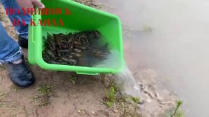 ЗАПУСКАЮ РАКОВ В ПРУД. КАК ЭТО СДЕЛАТЬ ПРАВИЛЬНО? СМОТРИТЕ....