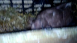 Январь все голуби на яйцах