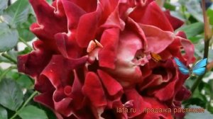 Роза флорибунда Раффлс Мистик Раффлс ? обзор: как сажать, саженцы розы Раффлс Мистик Раффлс