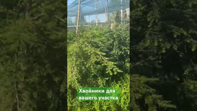 Туи для вашего участка