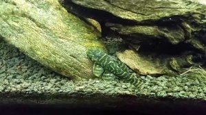 Chocolate Zebra "Pleco"  (L-270)