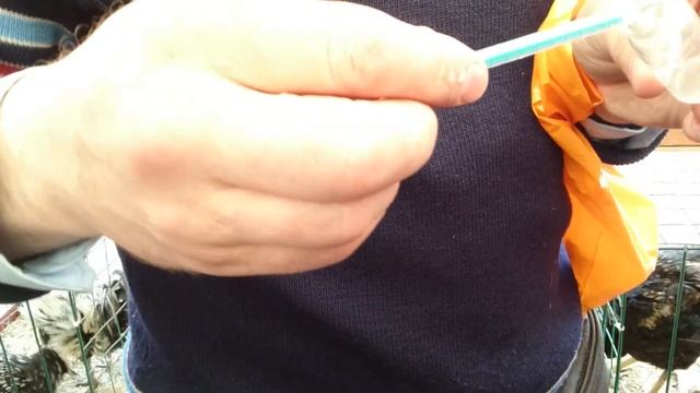 А.Б. Вахрамеев показывает, как можно сделать искусственно оплодотворение кур. смотреть онлайн