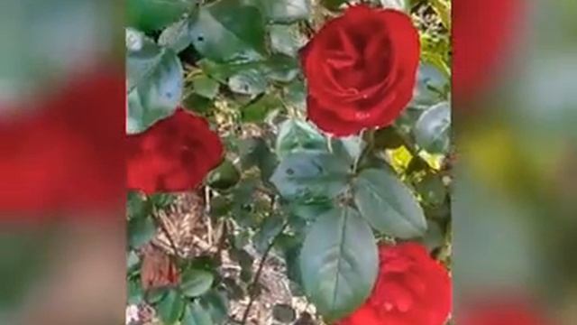 Медитация Благословения на любовь и счастливый день для всех ! смотреть онлайн